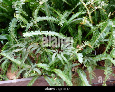 Une fougère est membre d'un groupe d'environ 10 560 espèces connues de plantes vasculaires qui se reproduisent par des spores et n'ont ni fleurs ni graines. Ils diffèrent des mousses en étant vascular Banque D'Images