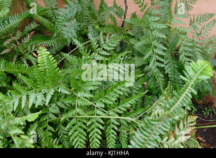 Une fougère est membre d'un groupe d'environ 10 560 espèces connues de plantes vasculaires qui se reproduisent par des spores et n'ont ni fleurs ni graines. Ils diffèrent des mousses en étant vascular Banque D'Images