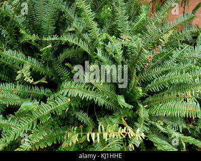 Une fougère est membre d'un groupe d'environ 10 560 espèces connues de plantes vasculaires qui se reproduisent par des spores et n'ont ni fleurs ni graines. Ils diffèrent des mousses en étant vascular Banque D'Images