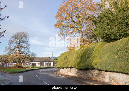 L'ancienne couverture d'if dans le village de Brampton Bryan, Herefordshire, Angleterre, RU Banque D'Images