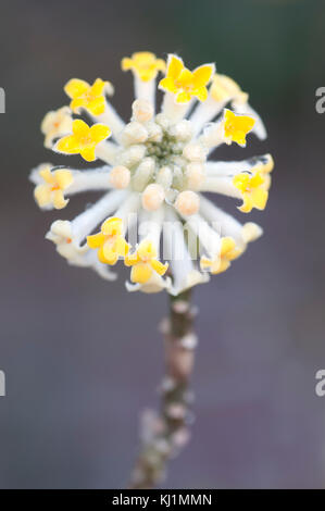 EDGEWORTHIA CHRYSANTHA Banque D'Images