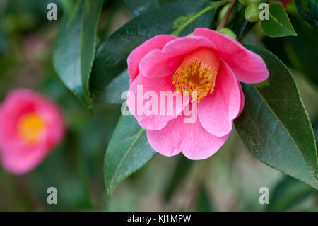 Camellia x williamsii des paillettes d'Or Banque D'Images