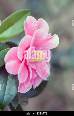 MAUD Camellia x williamsii MESSEL X RETICULATA close up portrait Banque D'Images