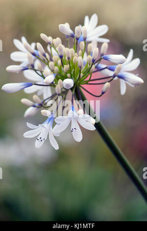 Agapanthus Reine Mère grandes fleurs blanches avec marquage bleu-violet Banque D'Images