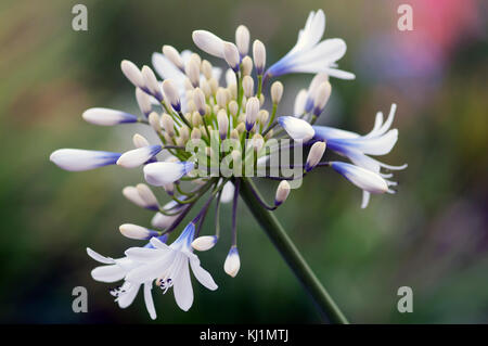 Agapanthus Reine Mère grandes fleurs blanches avec marquage bleu-violet Banque D'Images