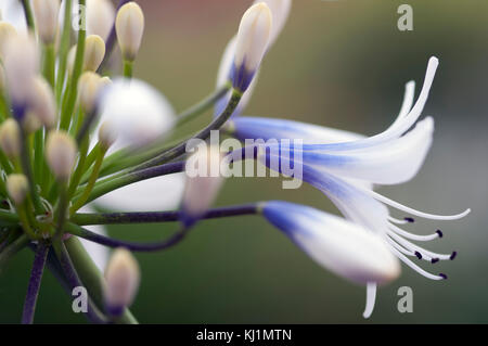 Agapanthus Reine Mère grandes fleurs blanches avec marquage bleu-violet Banque D'Images