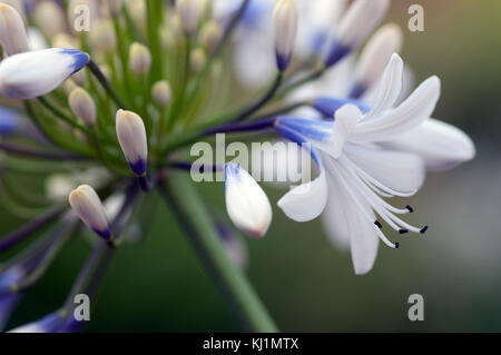 Agapanthus Reine Mère grandes fleurs blanches avec marquage bleu-violet Banque D'Images