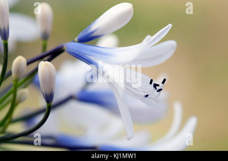 Agapanthus Reine Mère grandes fleurs blanches avec marquage bleu-violet Banque D'Images