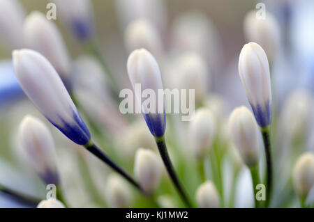 Agapanthus Reine Mère grandes fleurs blanches avec marquage bleu-violet Banque D'Images