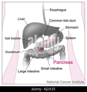 Le pancréas et les organes à proximité Banque D'Images