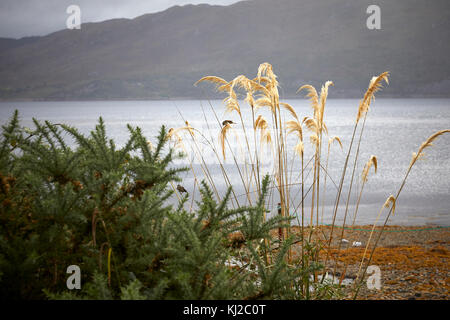 En septembre, les roselins se nourrissant de graines de l'herbe de la pampa sur le lac avant de Lochcarron, Ross-shire, Scotland Banque D'Images