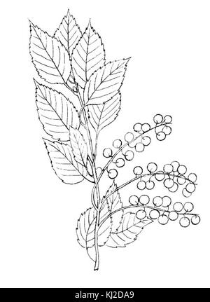 La cerise à étouffement est un petit arbre à feuilles caduques originaire d'Amérique du Nord, connu pour ses fruits rouge foncé à noir, qui sont souvent utilisés dans les confitures, les gelées et d'autres produits alimentaires. Banque D'Images