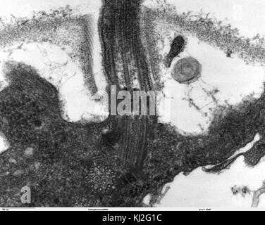 Chlamydomonas est un genre d'algues vertes, et *TEM 09* fait référence à une image de cet organisme au microscope électronique à transmission. Il fournit une vue haute résolution de la structure de la cellule et des composants internes. Banque D'Images