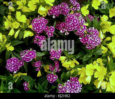 Fleurs multicolore fleur oeillet turc Banque D'Images