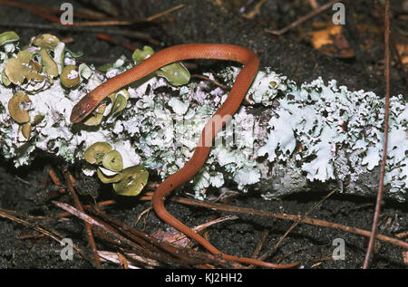 Rhadinaea flavilata serpent bois de pins sur un journal couvert de lichens Banque D'Images