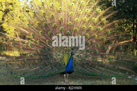 Belle peacock affichant son plumage. La photo a été prise à mayfield park et de la réserve naturelle, Austin, Texas Banque D'Images