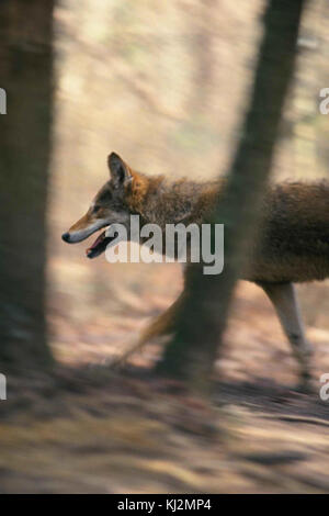 Un loup rouge (Canis rufus) qui traverse son habitat naturel. Connu ...