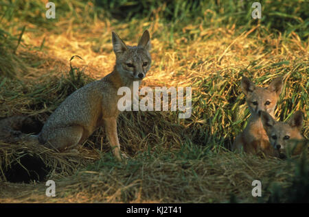 Kit de San Joaquin famille Fox s'asseoir parmi les graminées Vulpes macrotis mutica Banque D'Images