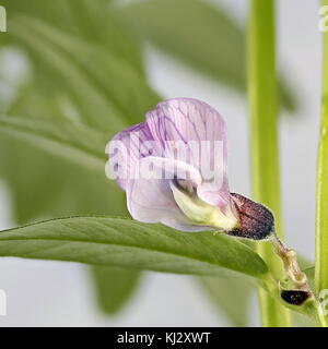 Vesce vicia sepium, Bush Banque D'Images