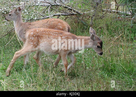 Le cerf noir Sitka les petits Odocoileus hemionus sitkensis Banque D'Images