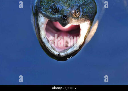 Tortue serpentine à pleine bouche macrochelys temminckii Banque D'Images