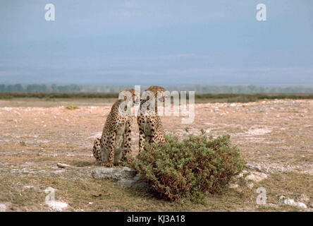 Deux animaux d'Afrique Le guépard Acinonyx jubatus assis en face d'un buisson Banque D'Images