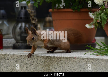 L'écureuil cache les noix dans le sol pour l'hiver l'écureuil cache les noix dans le sol pour l'hiver Banque D'Images