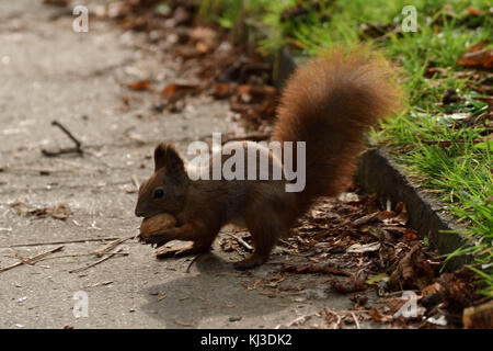 L'écureuil cache les noix dans le sol pour l'hiver l'écureuil cache les noix dans le sol pour l'hiver Banque D'Images