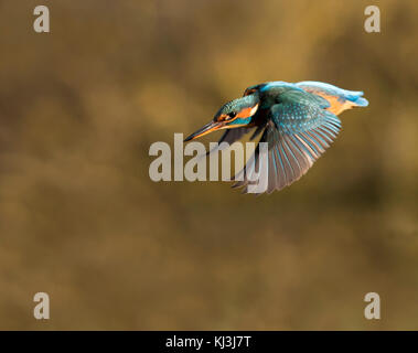 Femme Kingfisher en vol, Lincolnshire Banque D'Images