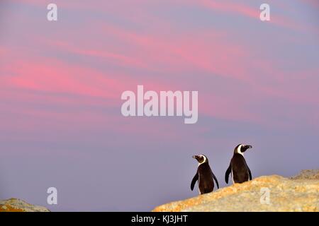 Pingouins africains sur le rocher dans le coucher du soleil ciel clair. pingouins africains (Spheniscus demersus) aller à terre de l'océan. manchot spheniscus (deme Banque D'Images