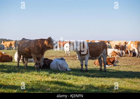 Troupeau de vaches broutant dans un pré vert Banque D'Images