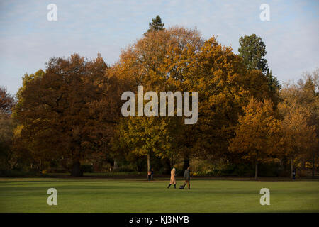 Soir d'automne de l'atmosphère à travers la lumière descend rhs Wisley Gardens mi-novembre 2017, Surrey, Angleterre, Royaume-Uni Banque D'Images