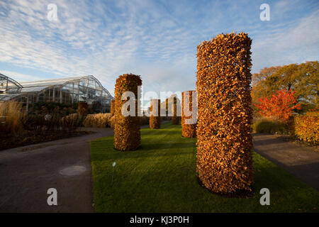 Soir d'automne de l'atmosphère à travers la lumière descend rhs Wisley Gardens mi-novembre 2017, Surrey, Angleterre, Royaume-Uni Banque D'Images