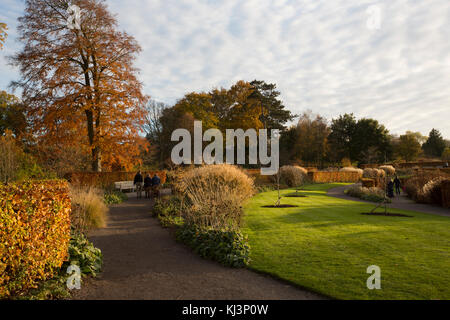 Soir d'automne de l'atmosphère à travers la lumière descend rhs Wisley Gardens mi-novembre 2017, Surrey, Angleterre, Royaume-Uni Banque D'Images