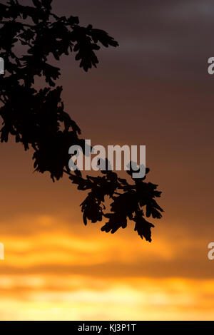 Soir d'automne de l'atmosphère à travers la lumière descend rhs Wisley Gardens mi-novembre 2017, Surrey, Angleterre, Royaume-Uni Banque D'Images