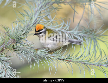 - Regulus ignicapillus firecrest Banque D'Images