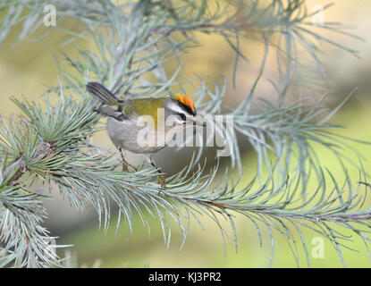 - Regulus ignicapillus firecrest Banque D'Images