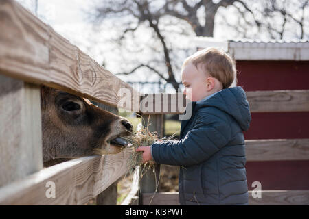 Bébé Garçon visiter une ferme urbaine locale et l'alimentation des vaches avec Hay Banque D'Images