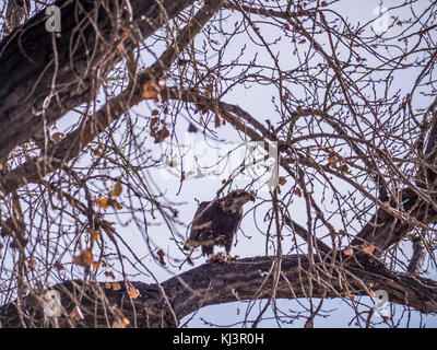 Un pygargue à tête blanche juvénile dîne sur son kill dans un arbre, automne, Rocky Mountain Arsenal National Wildlife Refuge, Commerce City, au Colorado. Banque D'Images