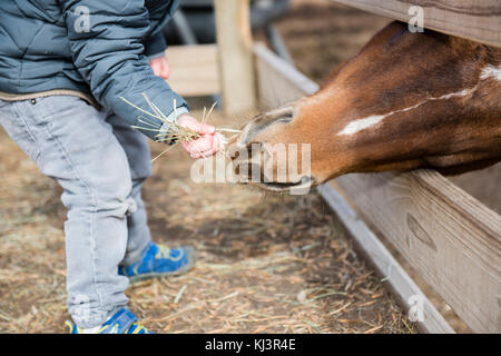 Bébé Garçon visiter une ferme urbaine locale et nourrir les chevaux avec Hay Banque D'Images