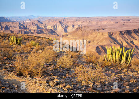 Euphorbia Virosa (Gifboom, poison tree), Fish River Canyon, Namibie, Afrique Banque D'Images