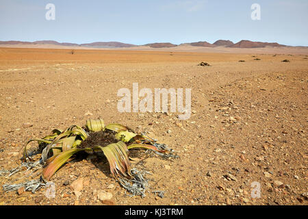 Welwitschia mirabilis, Messum Crater, Damaraland, Namibie, Afrique Banque D'Images