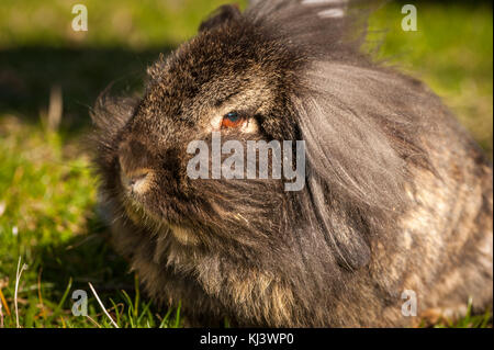 Portrait d'un drôle de lapin poilu dans la lumière du soleil Banque D'Images