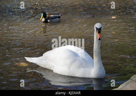 Un canard colvert et un cygne se prélasser dans les vagues, à Bear Mountain State Park, New York. Banque D'Images