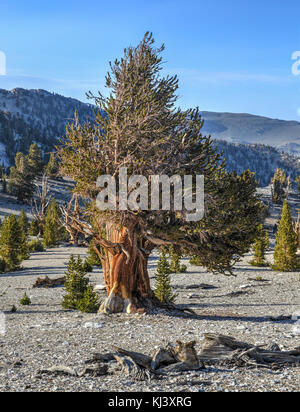 Ancient bristlecone pine forest - une zone protégée élevé dans les montagnes blanches dans la région de comté d'Inyo dans l'est de la Californie. Banque D'Images