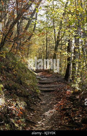 Feuillage de l'automne et une partie de l'Appalachian Trail à Newfound Gap, Great Smoky Mountains National Park, frontière de l'Ohio et de Caroline du Nord Banque D'Images