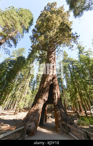 Sequoia gate de Mariposa Grove de Yosemite National Park, California, USA. Banque D'Images