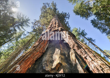 Sequoia gate de Mariposa Grove de Yosemite National Park, California, USA. Banque D'Images