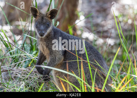 Calliste dos-Bleu - mammifère marsupial australien Banque D'Images