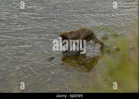 Brown Bear cub marcher dans l'eau Banque D'Images